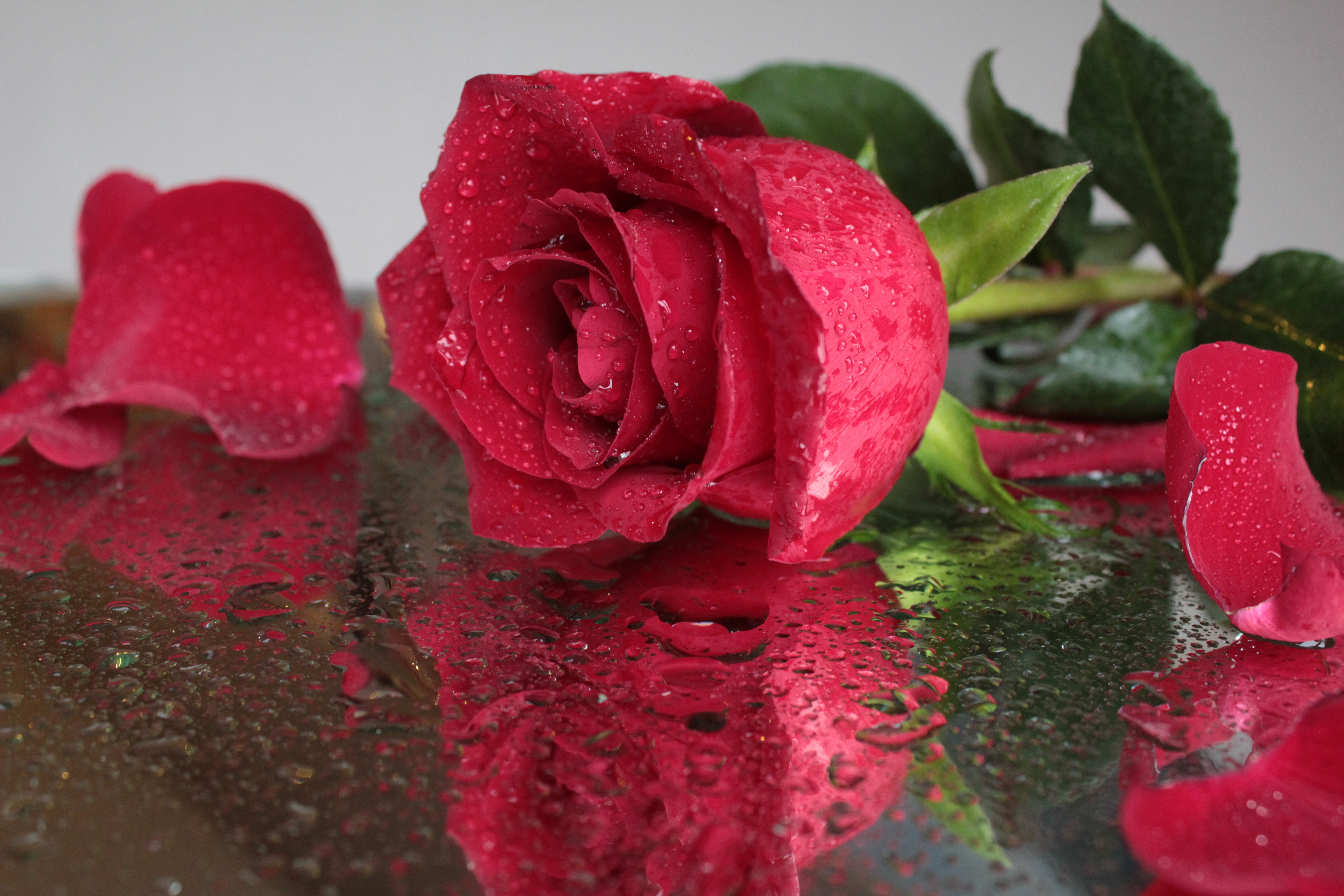 Огромная красная роза с капельками воды