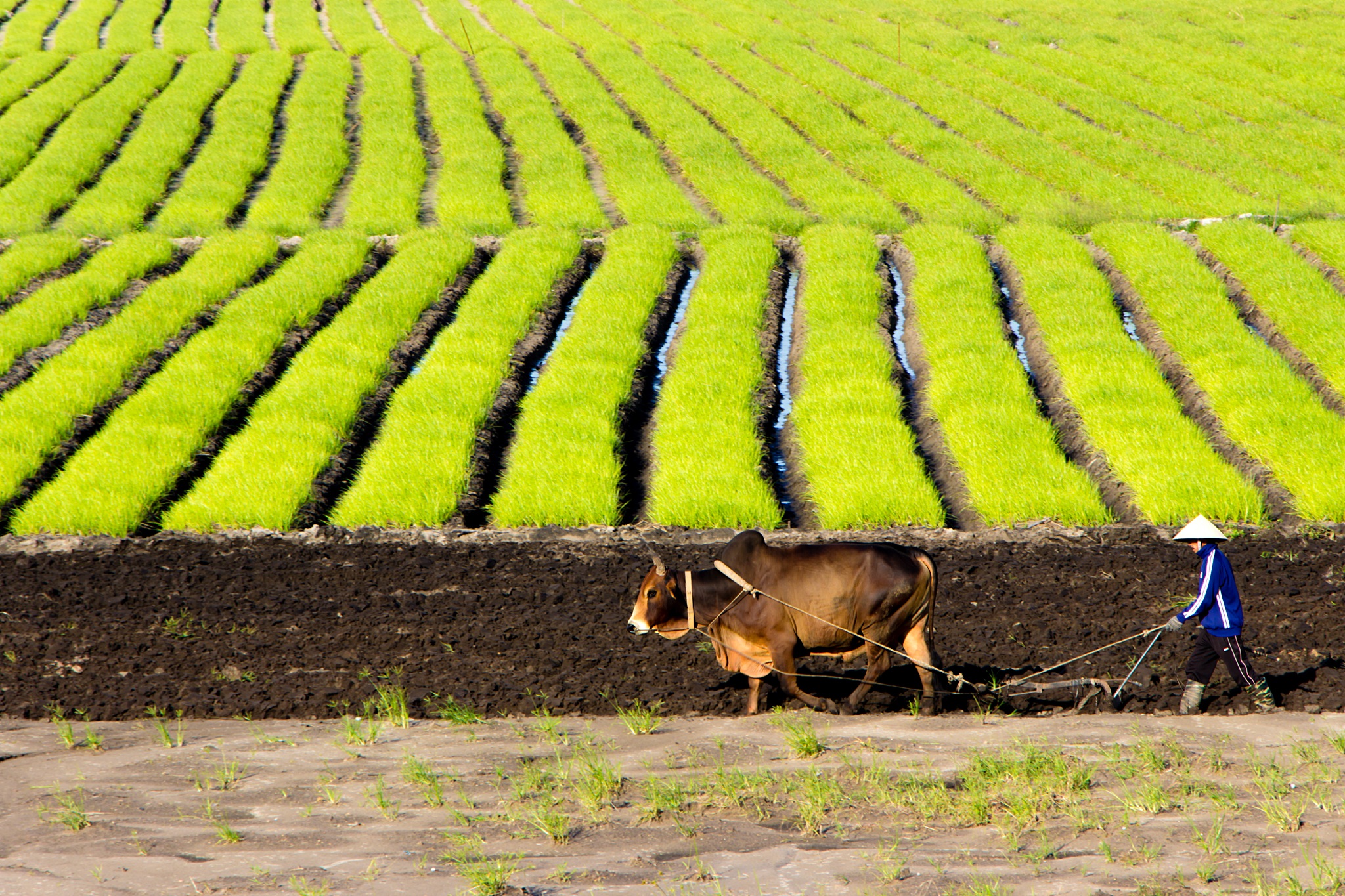 Что такое земледелие. Вьетнам сельское хозяйство. Вьетнамское сельское хозяйство. Сельское хозяйство земледелие. Вьетнам земледелие.
