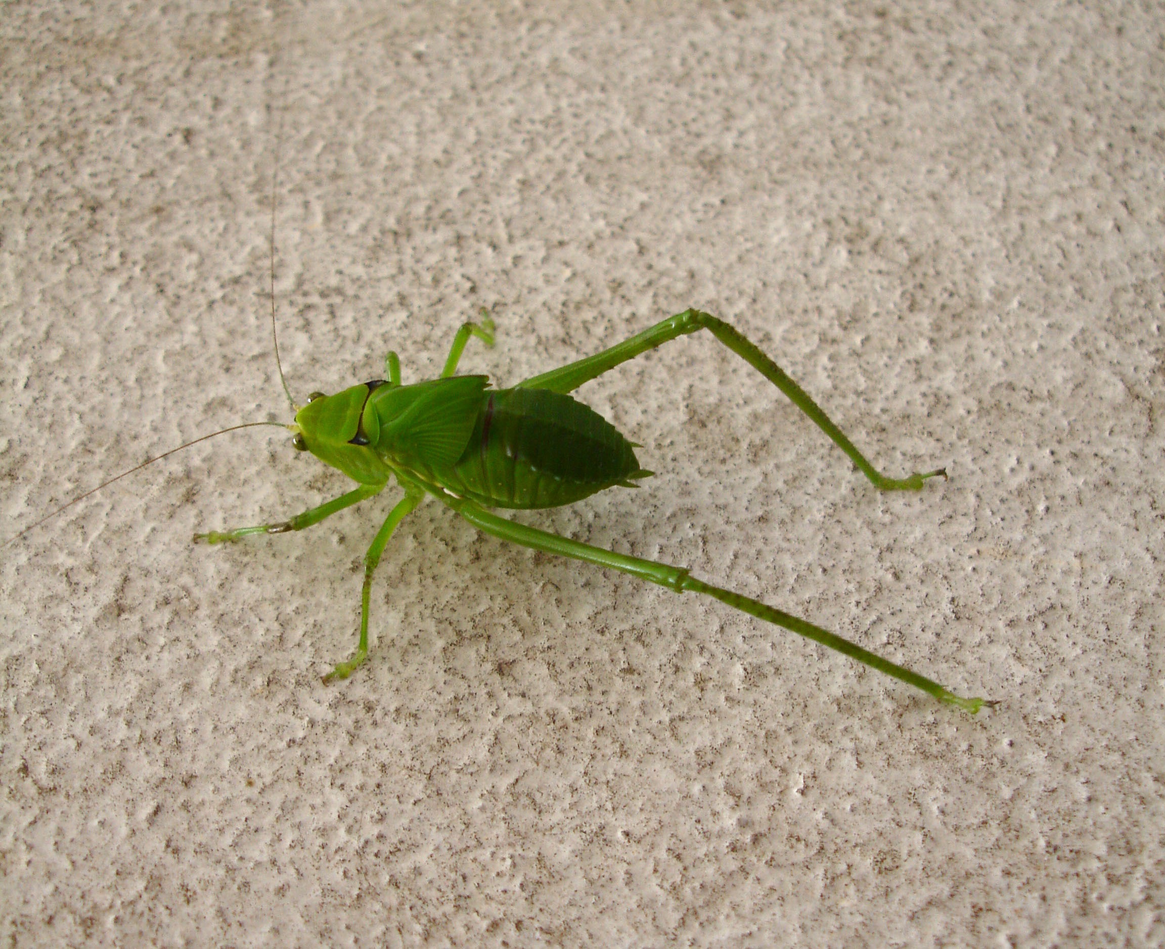 Насекомые зеленого цвета. Кузнечик зеленый палочник. Зелёное насекомое похожее на кузнечика. Зеленое насекомое. Маленький кузнечик.