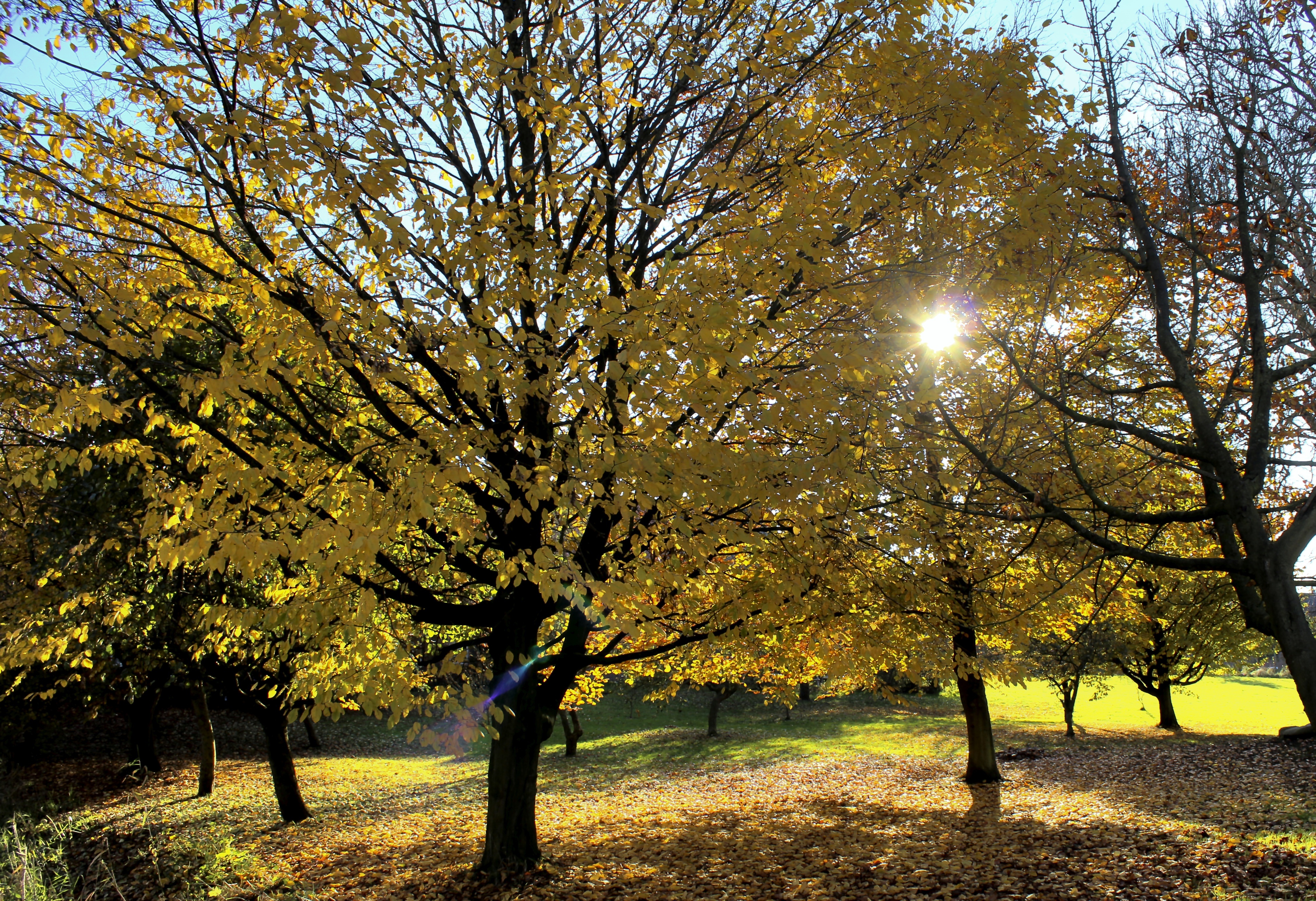 Осень дерево солнце