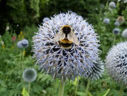 big bumblebee on a fluffy flower