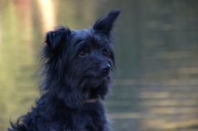 black puppy on the shore of the pond