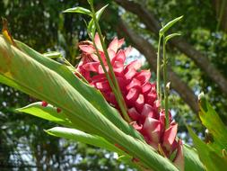 Plant Flower Summer Pink