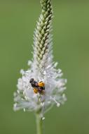 charming Insect Plantain