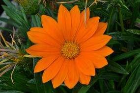 Orange Daisy Flower