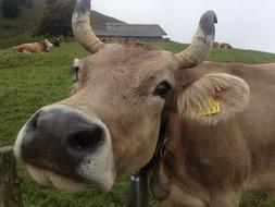 Alpine Pasture Cow
