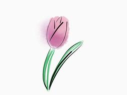 flower tulip bloom art