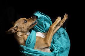 Cute and colorful dog, with the turquoise cloth, at black background