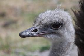 gray ostrich head on blurred background