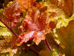 yellow Autumn Carpet Leaves