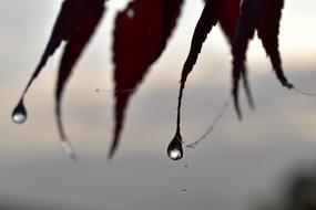 Drop Of Water Dew Dewdrop