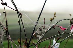 Drop Of Water Dew Dewdrop