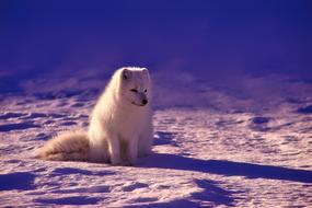 charming Arctic Fox sits on snow, norway