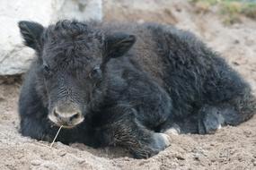 Yak Beef Domestic Cattle