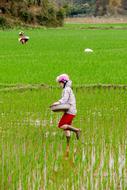 Mai Chau Vietnam Paddy Farmer'S