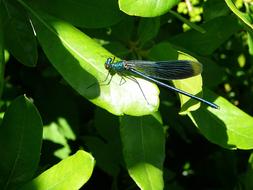 blue dragonfly flies to a green bush in summer