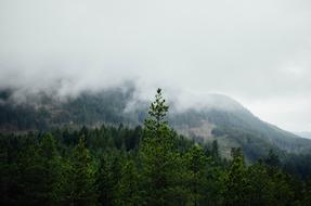 Mountain Pine Tree