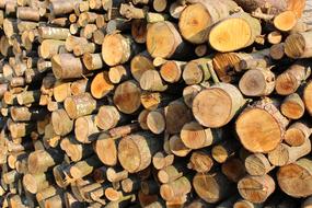 Firewood Wood Timber