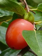 Rosewood Khaki Fruit