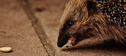 Hedgehog eats from ground