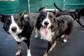 walking dogs at the fair