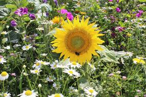 Field Flowers Sunflower Colorful
