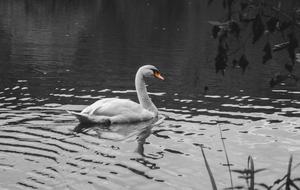 Swan at Pond Water