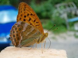 Close-up of the beautiful, colorful and patterned butterfly near the blue car