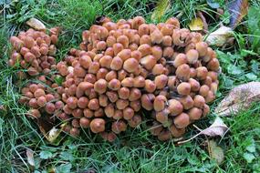 Mushrooms Mushroom Formation
