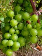 Autumn Grapes Grape Harvest