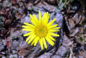 Yellow Sontikli Flower