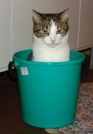 cat in green Bucket