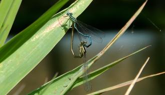 green leaves with a dragonfly