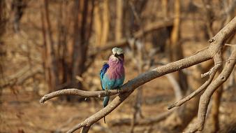 colorful bird sits on a tree branch in Botswana, Africa