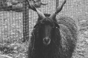 portrait of incredibly cute Black Sheep