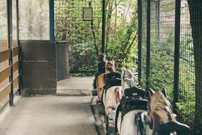horse figures for the park
