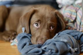 portrait of brown Funny Dog Lab