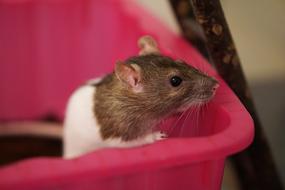 Sweet fancy rat looking out red bowl