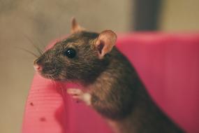 cute grey rat with button eyes looking out