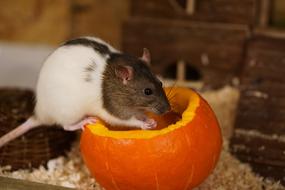 two-colored rat on an orange pumpkin