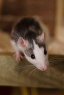 Color Rats Sweet