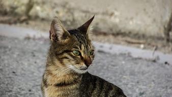 portrait of gorgeous Young Cat