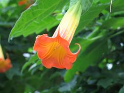 Blossom Bloom Cup