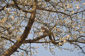 cat on the tree in spring