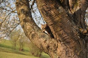 Beautiful and cute cat, climbing on the tree, among the colorful plants