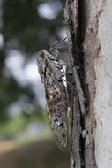 Cicada Provence