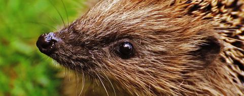 face of young Hedgehog close up