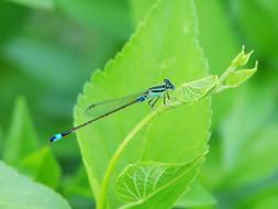river dragonfly on a tree leaf