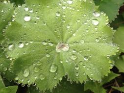 Nature Drop Sheet