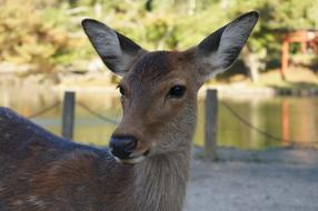 Deer Nara Todaiji